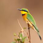 Bee eater