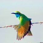 BEE-eater