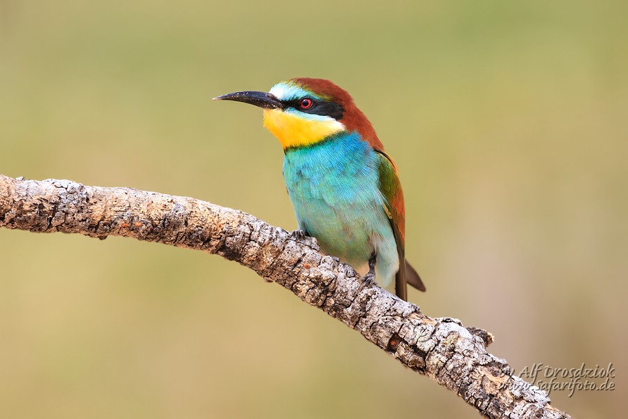 Bee-Eater