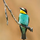 Bee-eater