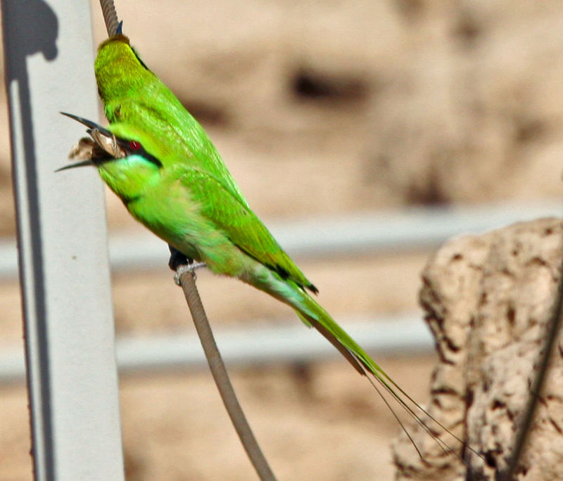 bee eater beim runterschlingen