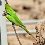 bee eater beim runterschlingen