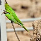 bee eater beim runterschlingen