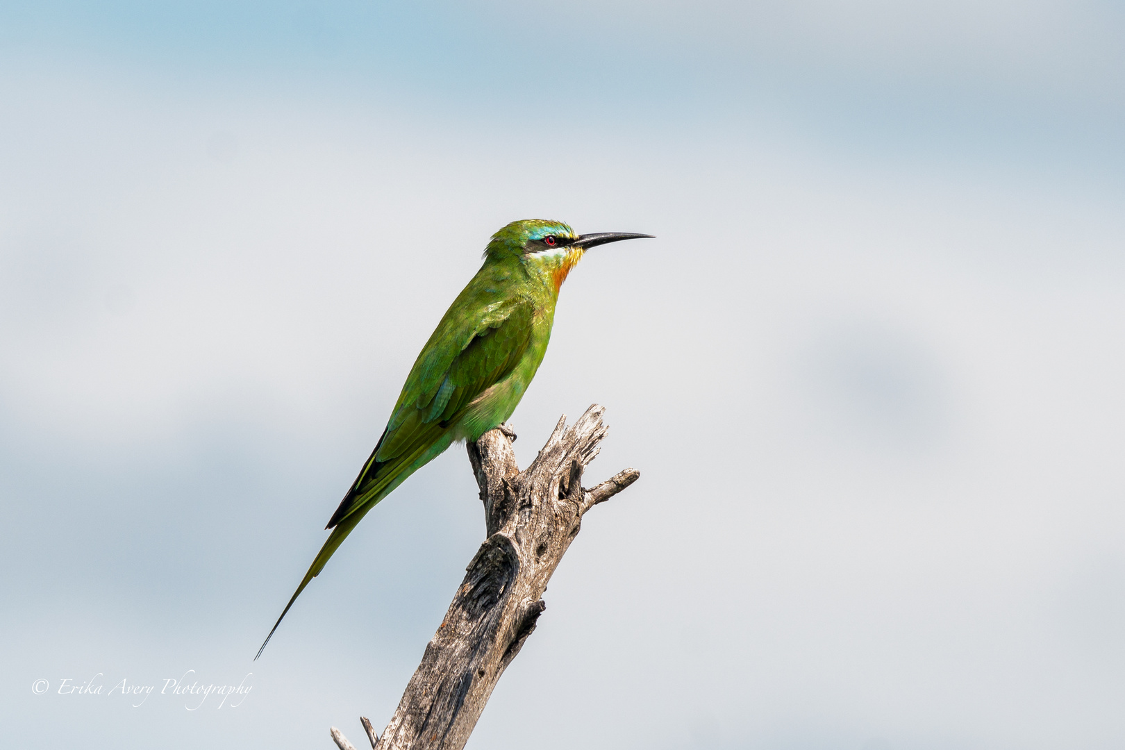 Bee-Eater - Bienenfresser