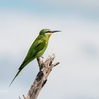 Bee-Eater - Bienenfresser