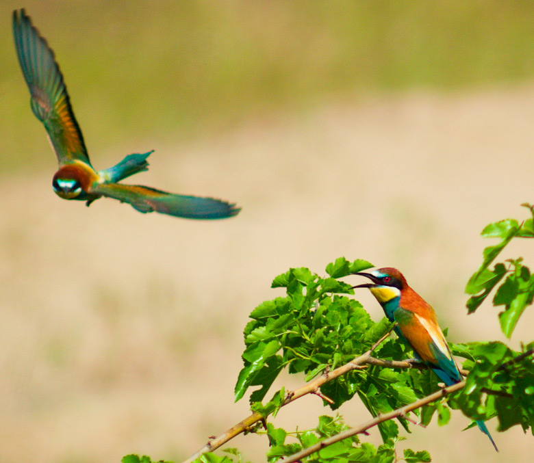 Bee-Eater