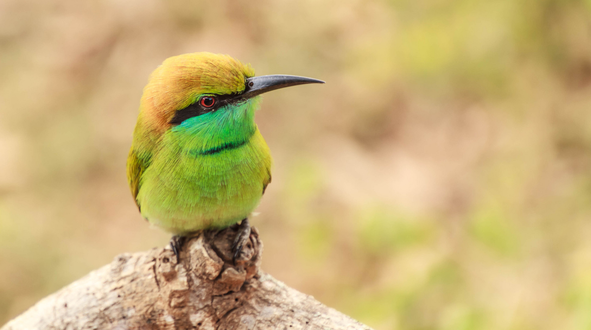  bee-eater