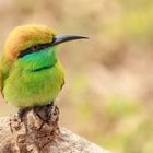  bee-eater