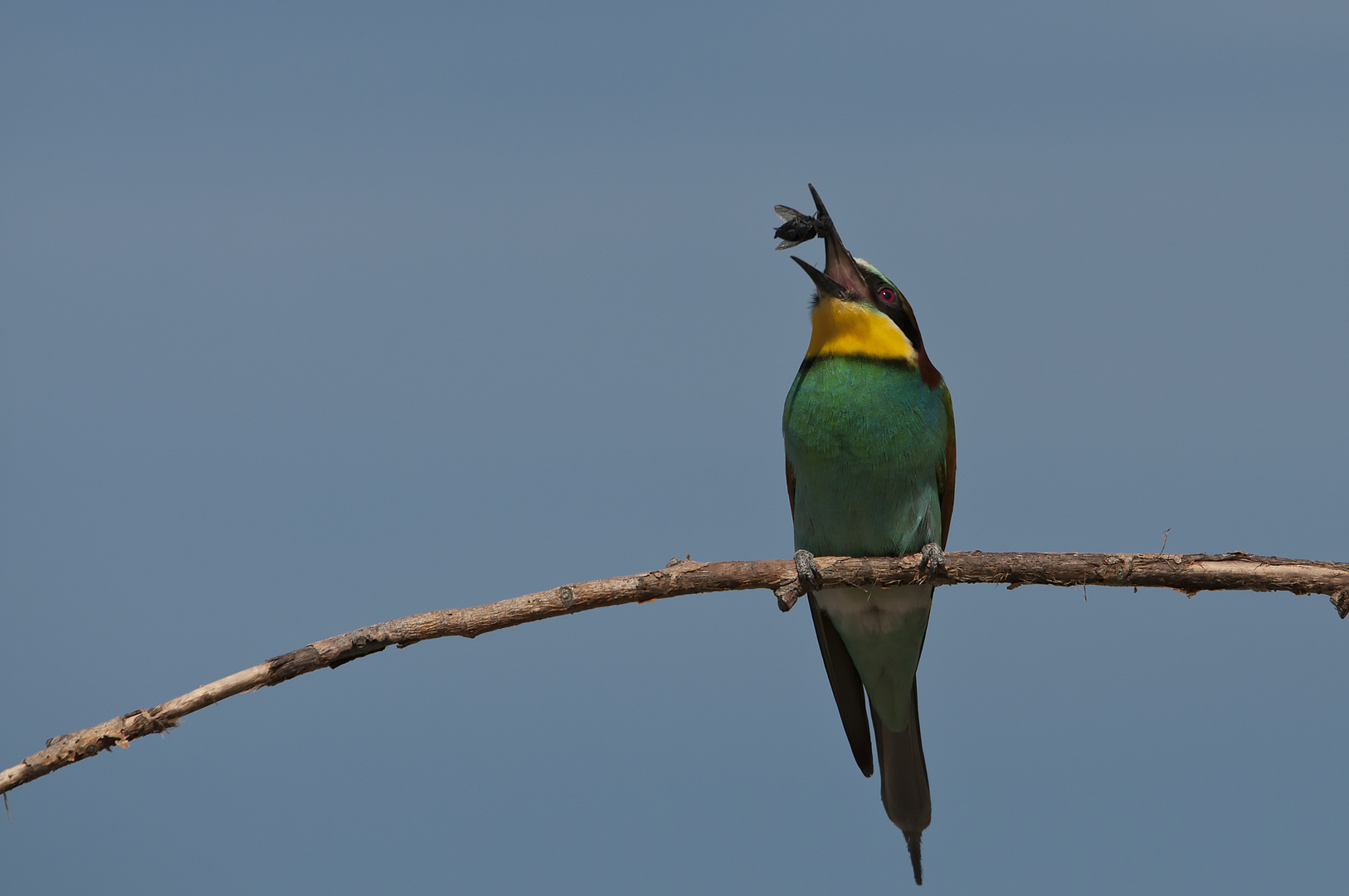 Bee eater