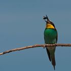 Bee eater