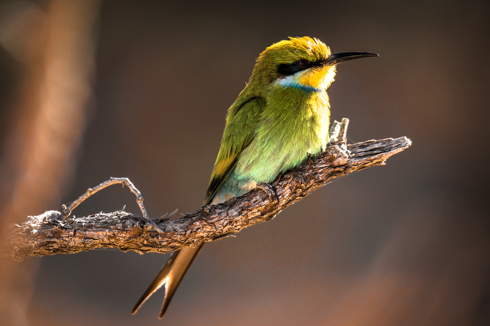 Bee Eater