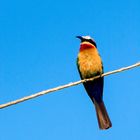 Bee-Eater