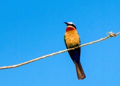 Bee-Eater