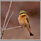 bee eater