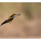 BEE EATER