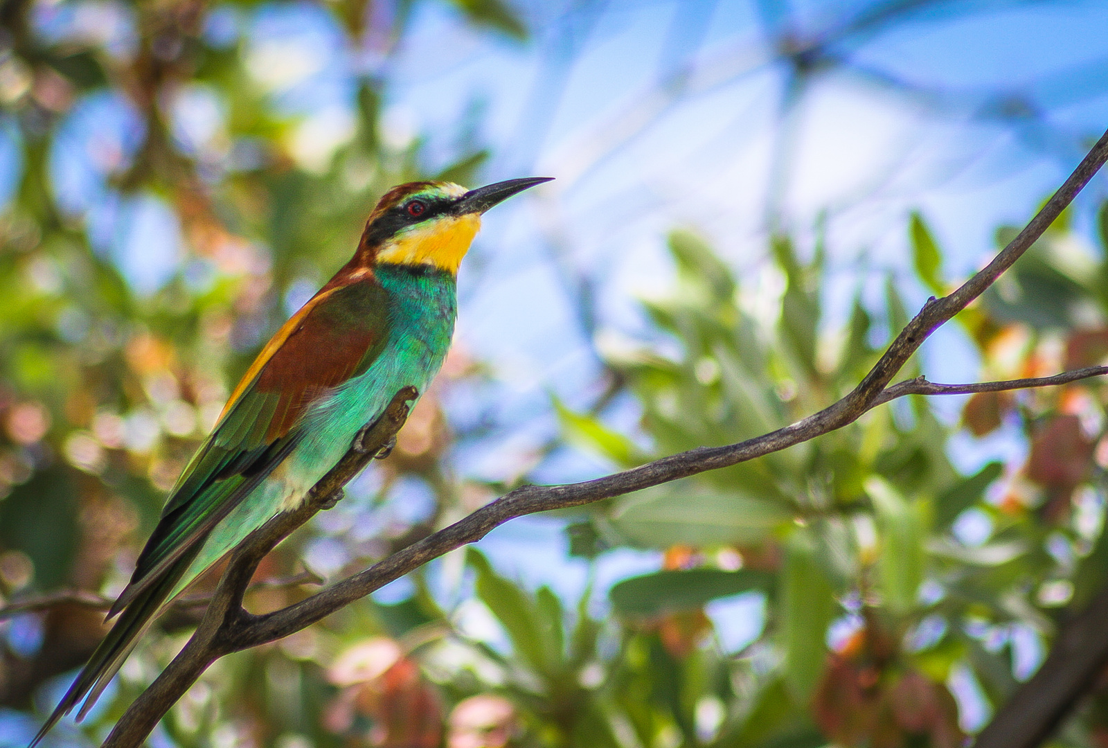 Bee-Eater