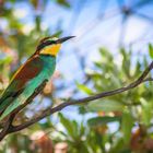 Bee-Eater