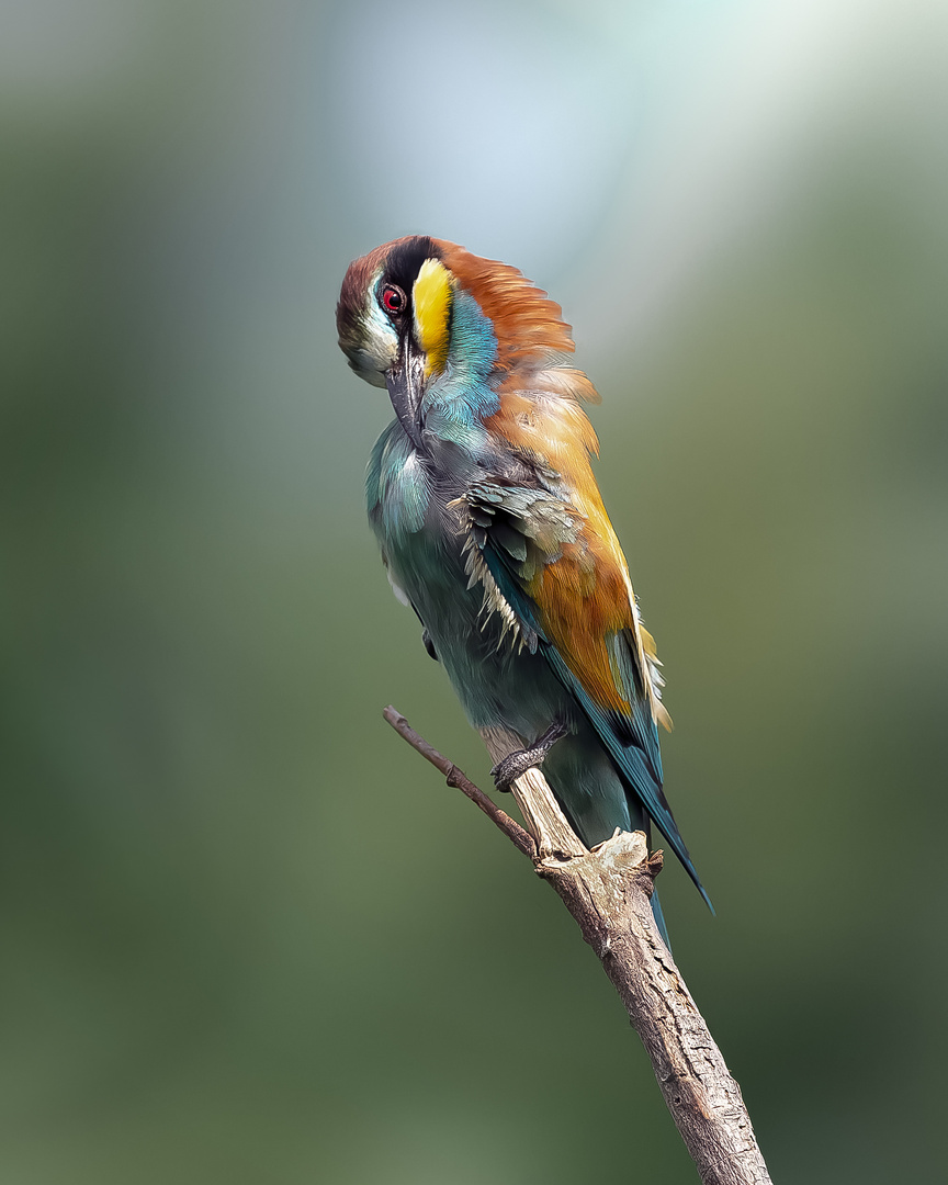 Bee-eater 