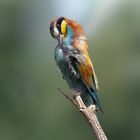 Bee-eater 