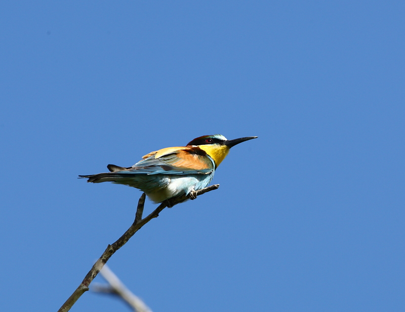 bee eater