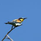 bee eater