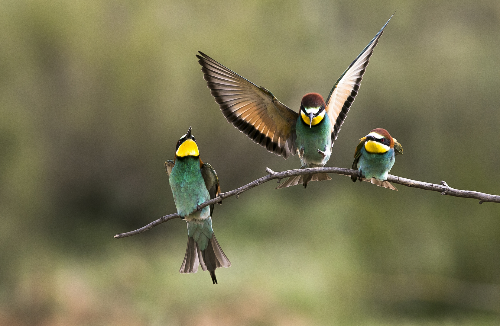 Bee Eater II