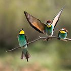 Bee Eater II