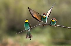 Bee Eater II