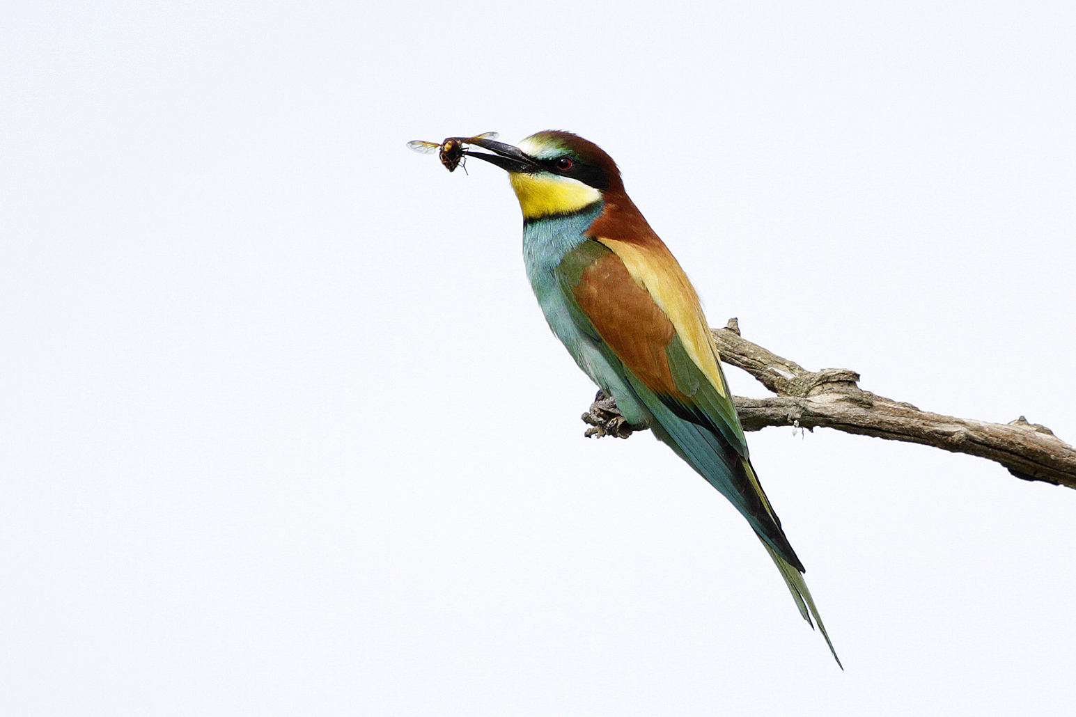 Bee eater II