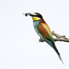 Bee eater II