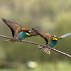 Bee Eater III