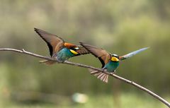 Bee Eater III