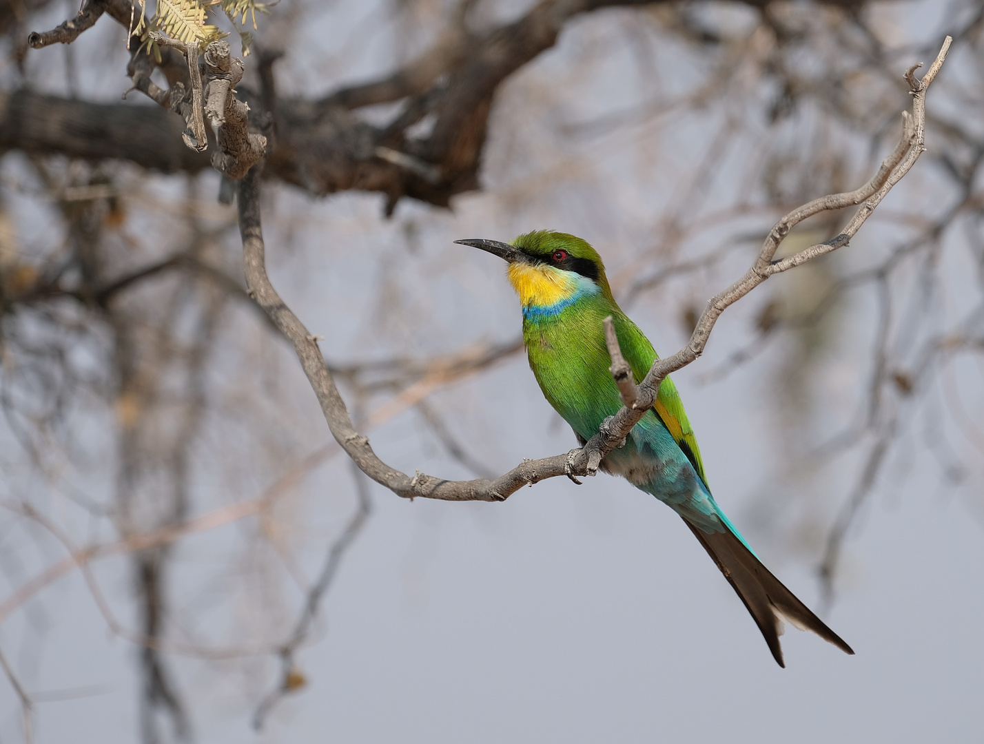 Bee-Eater im Trans Frontier Nationalpark in ZA