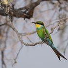 Bee-Eater im Trans Frontier Nationalpark in ZA