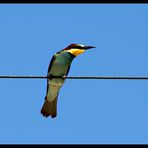 Bee Eater in der Camargue