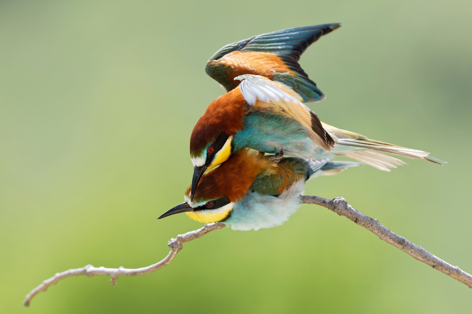 Bee Eater Mating