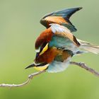 Bee Eater Mating