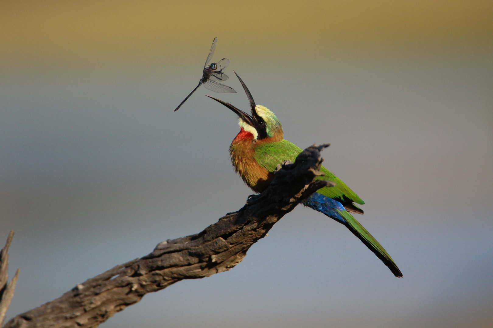 Bee-Eater mit Libelle