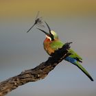 Bee-Eater mit Libelle