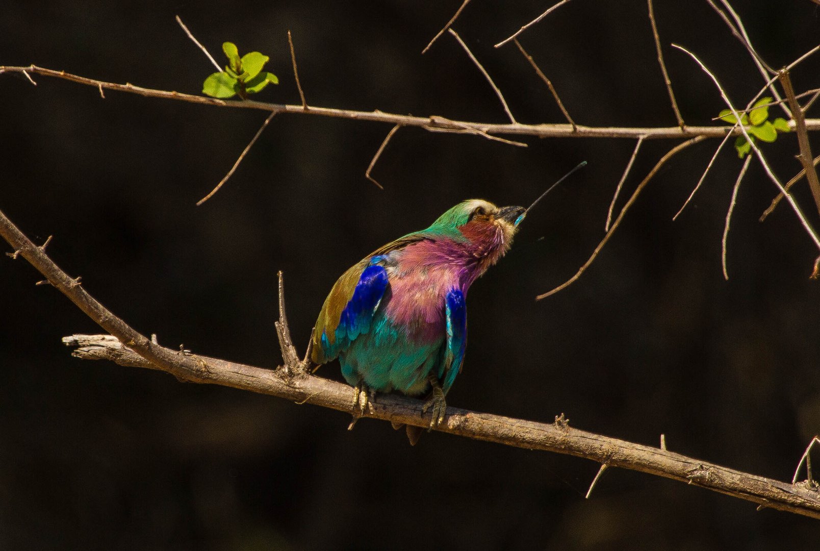 Bee-Eater mit Schleuderzunge