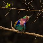 Bee-Eater mit Schleuderzunge