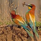 Bee-eater pair