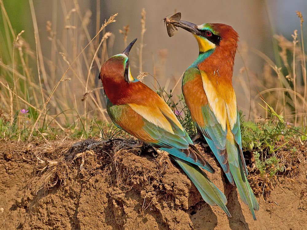 Bee-eater pair
