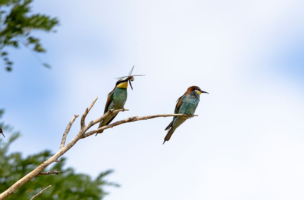 Bee Eater with Dragonfly