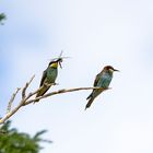 Bee Eater with Dragonfly