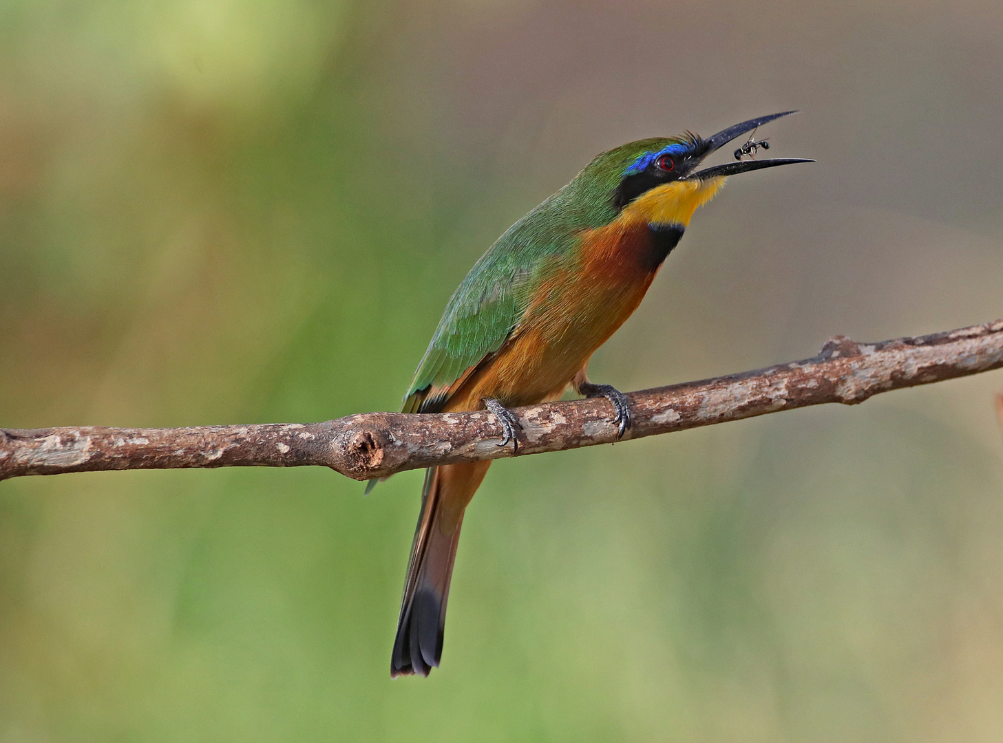 Bee-eater with Insect