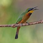 Bee-eater with Insect