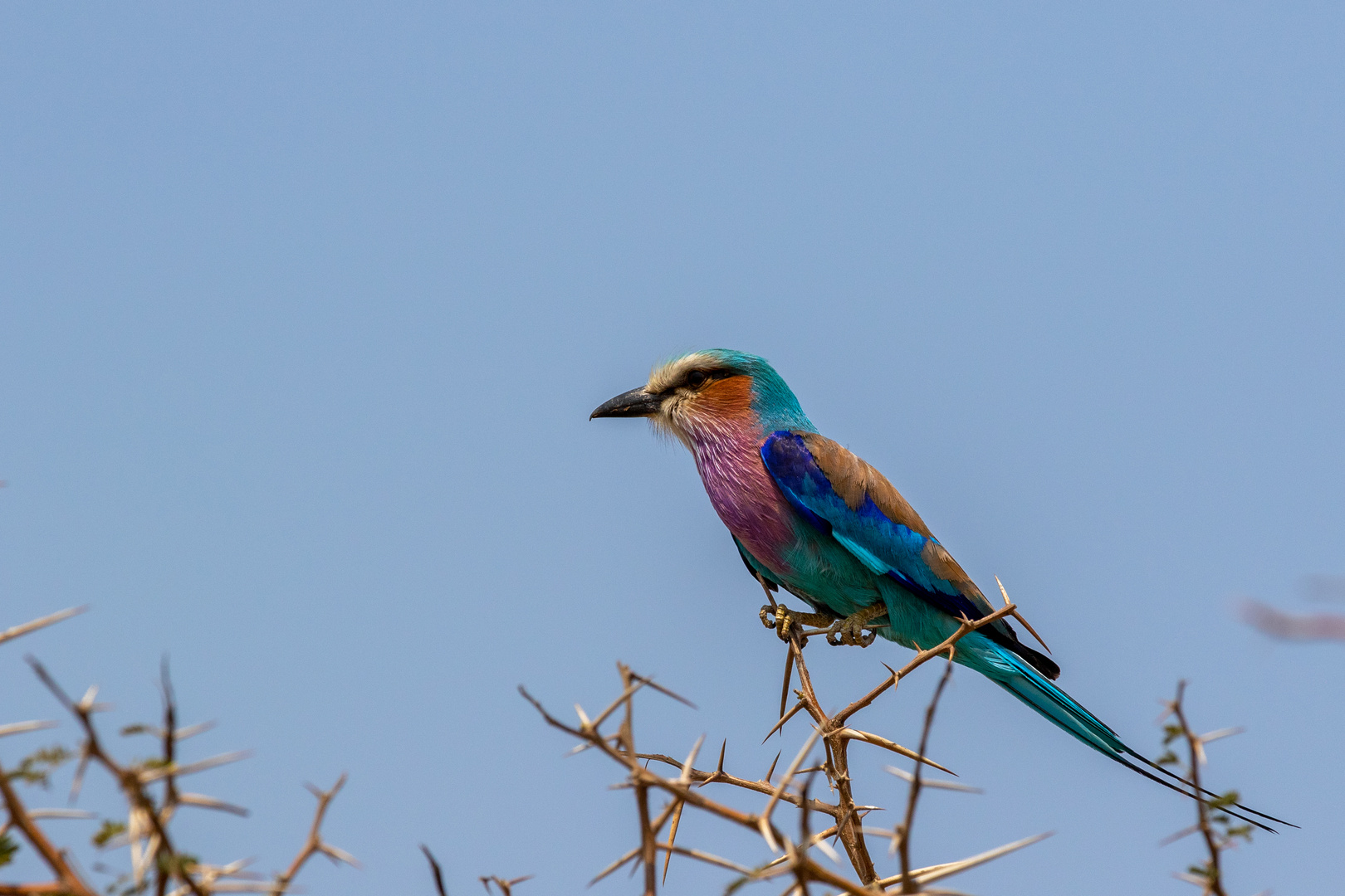 Bee-eater_01