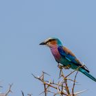 Bee-eater_01