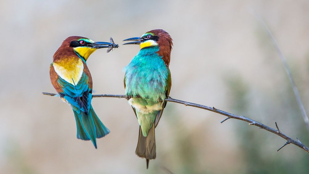 Bee Eaters